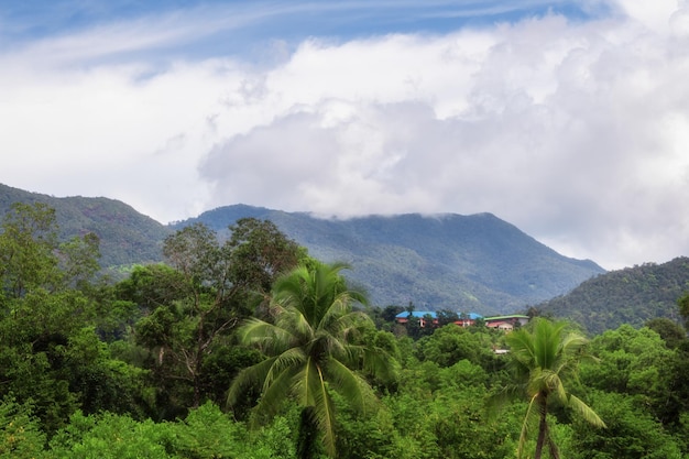 Paisagem tropical com palmeiras e topos de montanhas cobertos de nuvens