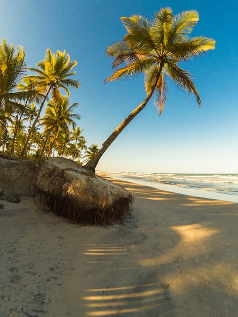 Foto paisagem tropical com praia com coqueiros ao pôr do sol.