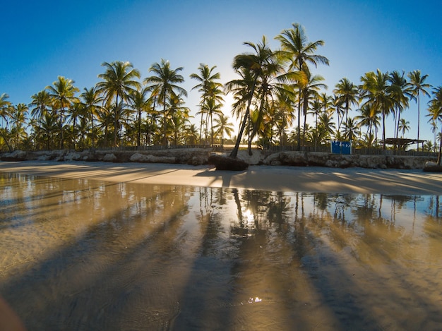 Paisagem tropical com praia com coqueiros ao pôr do sol.