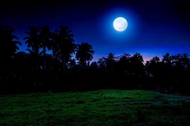 Paisagem tropical da noite da lua cheia com campo de grama