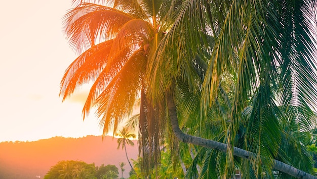 Paisagem tropical Palmeira dobrada e montanhas ao pôr do sol Viagens e turismo