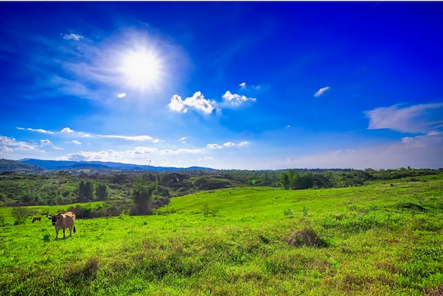 Paisagem tropical