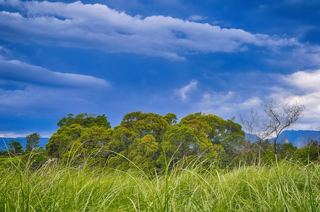 Paisagem tropical