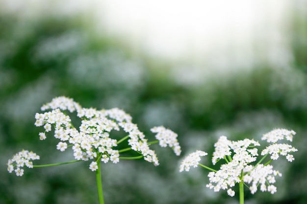 Paisagem turva de Achillea millefolium com flores silvestres Salsa de vaca