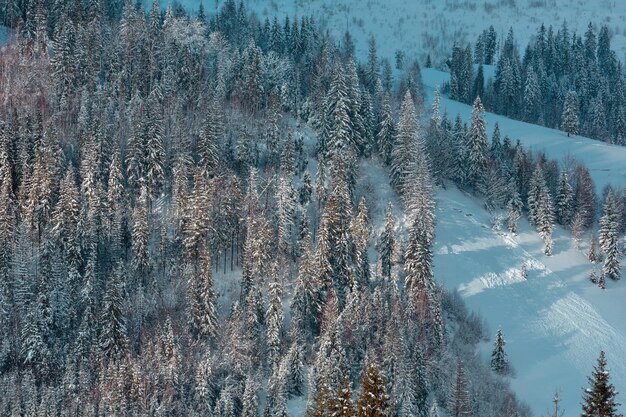 Paisagem ucraniana das montanhas dos Cárpatos de inverno