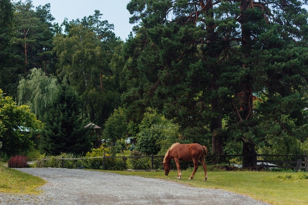 Paisagem Um cavalo vermelho com uma crina clara pastando em um prado comendo grama verde Um dia ensolarado de verão