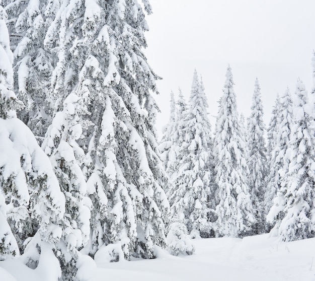 Paisagem - um prado coberto de neve na floresta de abetos da montanha de inverno em um dia nublado