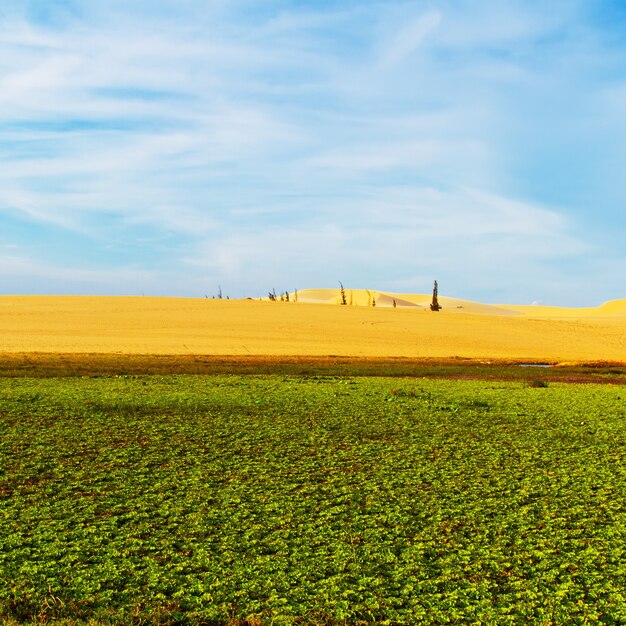 Foto paisagem única de plantas verdes e dunas de areia juntas contra o céu azul com nuvens. sul da ásia, vietnã