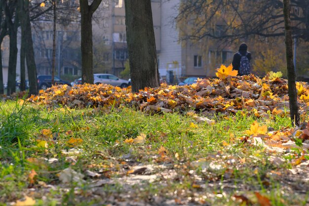 Paisagem urbana de outono com folhas amareladas e caindo no parque em frente a edifícios residenciais