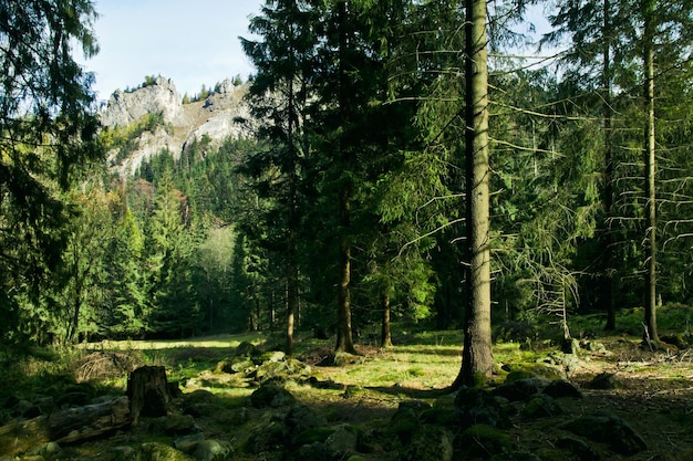 Paisagem verde com árvores e montanhas