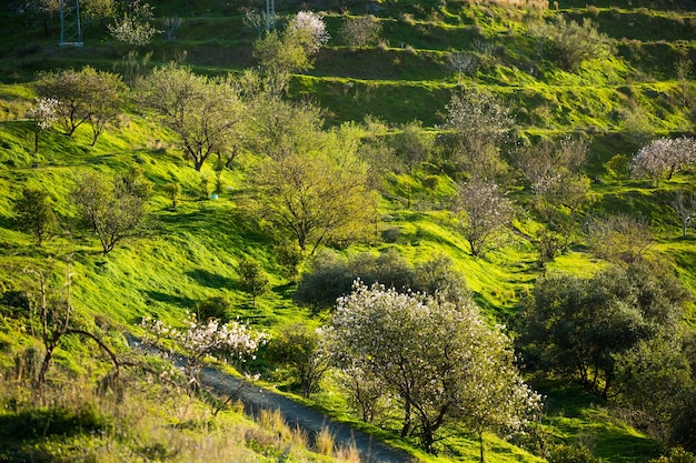 Foto paisagem verde com árvores