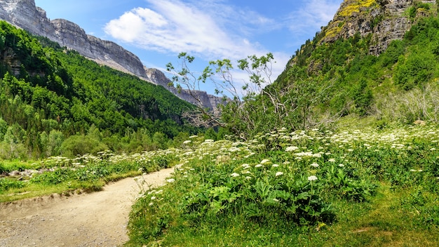 Paisagem verde com caminho entre flores e montanhas no vale de Ordesa Pirineus.