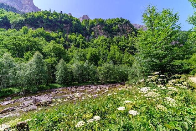 Paisagem verde com flores e riacho com água na primavera ou verão. Árvores e montanhas ao fundo.