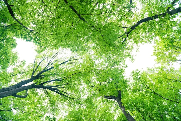 Paisagem verde da floresta com árvores e luz do sol passando pelas folhas vista para o topo das árvores