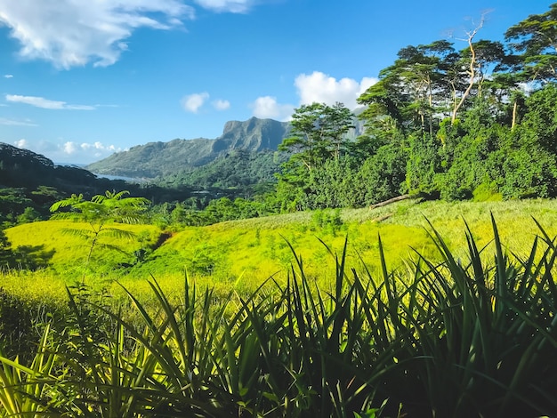 Foto paisagem verde da montanha com prado de grama fresca