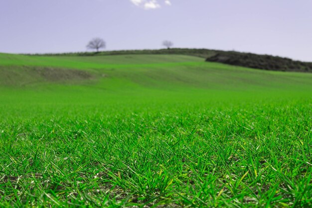 Paisagem verde da montanha