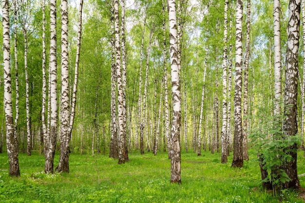 Paisagem verde da natureza da floresta do verão do bosque de vidoeiros