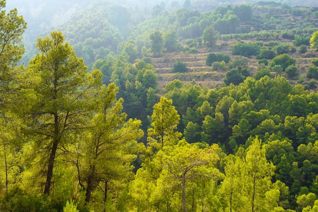 Paisagem verde de árvores no outono com névoa e luz ao pôr do sol.