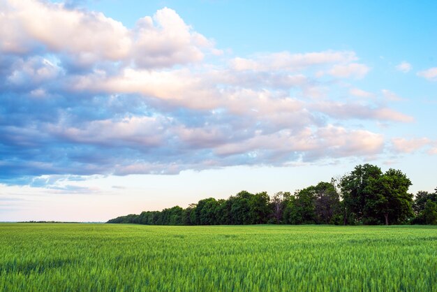 paisagem verde de trigo