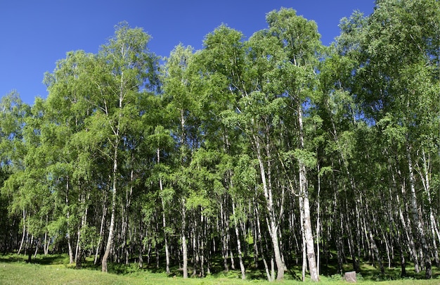 Paisagem verde de verão, floresta de bétulas em um dia ensolarado