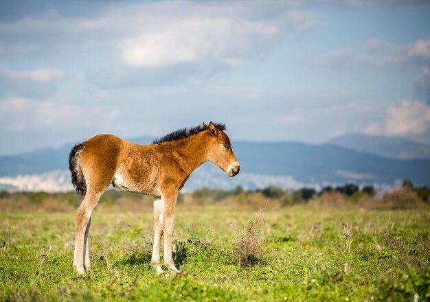 Paisagem verde do prado, cavalo mãe e potro