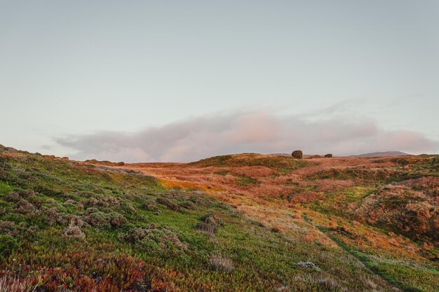 Paisagem verde-marrom texturizada de um penhasco costeiro em Portugal