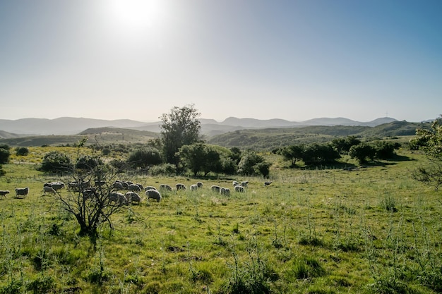 Paisagem verde rural com um monte de ovelhas
