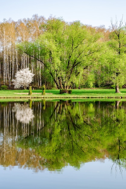 Paisagem vertical de primavera com reflexo no lago da floresta de brich, parque botânico