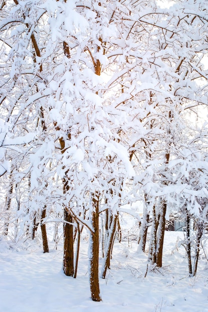 Paisagem vertical do norte Árvores cobertas de neve em um dia ensolarado de inverno