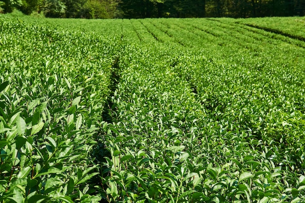 Paisagem - vista de uma plantação de chá com fileiras de plantas cultivadas