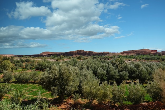 Paisagem vista do campo de cultivo no oásis