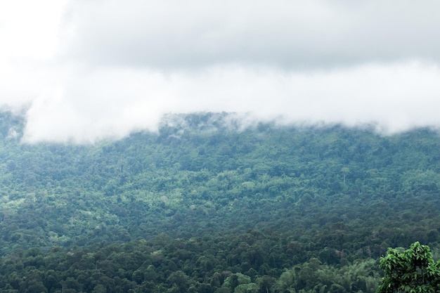 Paisagem xacloud flutuando acima da floresta