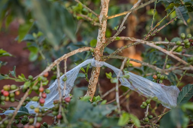 Paisagens Café Feijão vermelho Verde Bagas Folhas Plantas Vegetação Campos Prados Fazenda Agricultura