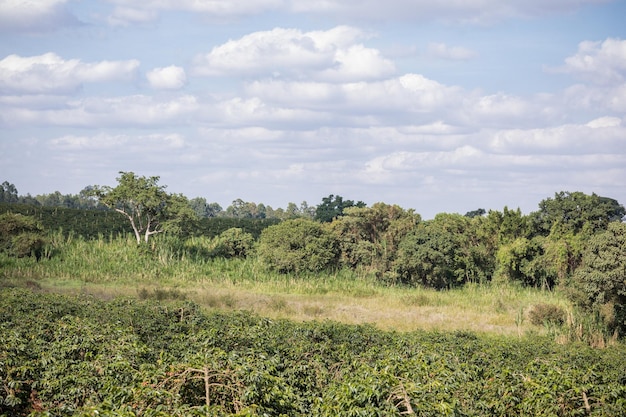 Paisagens Café Feijão vermelho Verde Bagas Folhas Plantas Vegetação Campos Prados Fazenda Agricultura