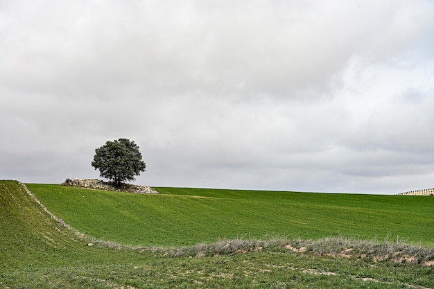 Paisagens de cereais das montanhas orientais Granada