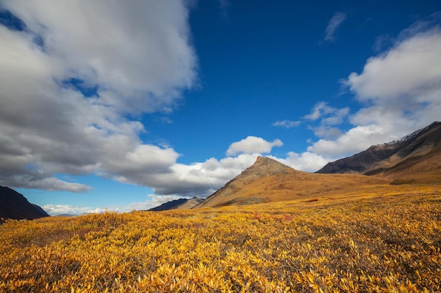 Paisagens de tundra acima do Círculo Ártico na temporada de outono Belo fundo natural