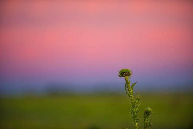 Paisagens dos Pampas La Pampa Argentina