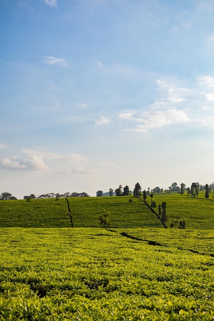 Foto paisagens folhas de chá plantas vegetações campos prados fazenda agricultura limuru condado de kiambu central p