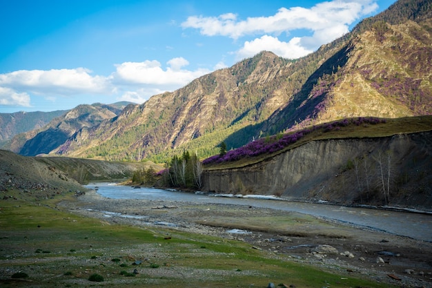 Paisagens montanhosas com o rio Chui e primavera florescendo de flores cor de rosa de Maralnik nas montanhas Altai Rússia