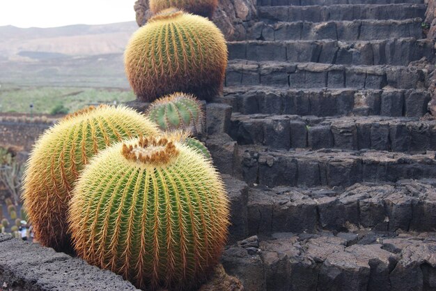 Foto paisagens - natureza em urbanizacion fuerteventura golf club