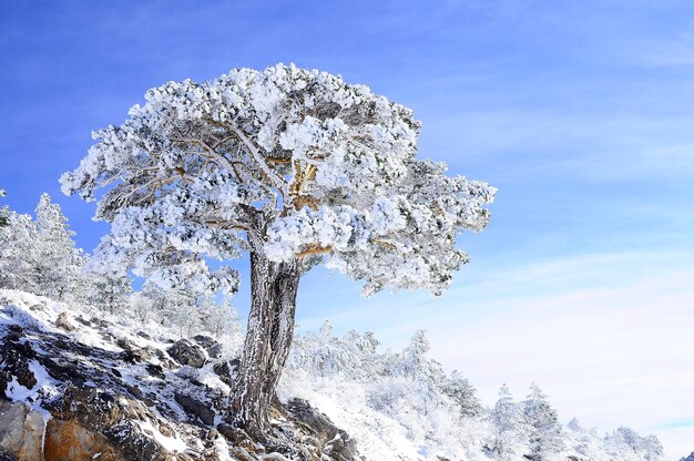 Paisagens nevadas do interior de granada espanha