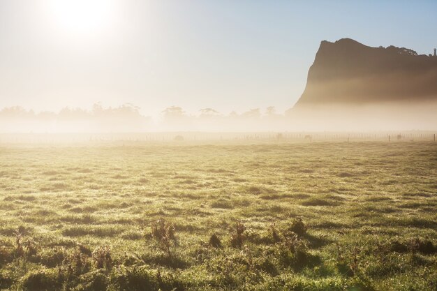 Paisagens rurais enevoadas incríveis pela manhã. bela natureza da nova zelândia