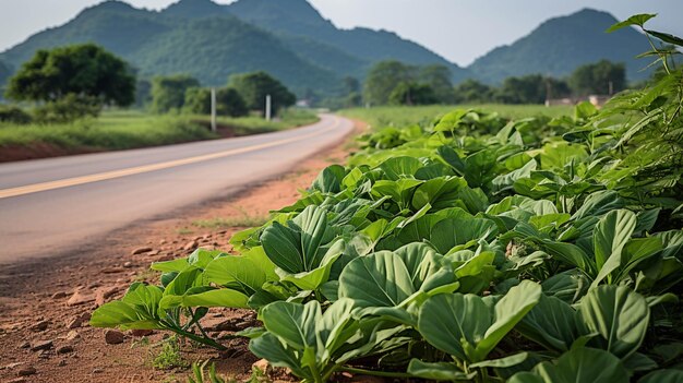 paisagismo agricultura fotografia de alta definição imagem criativa