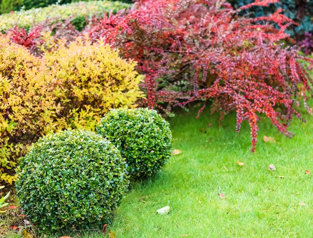 Paisagismo de um jardim com gramado verde, arbustos decorativos coloridos e teixo em forma de buxo