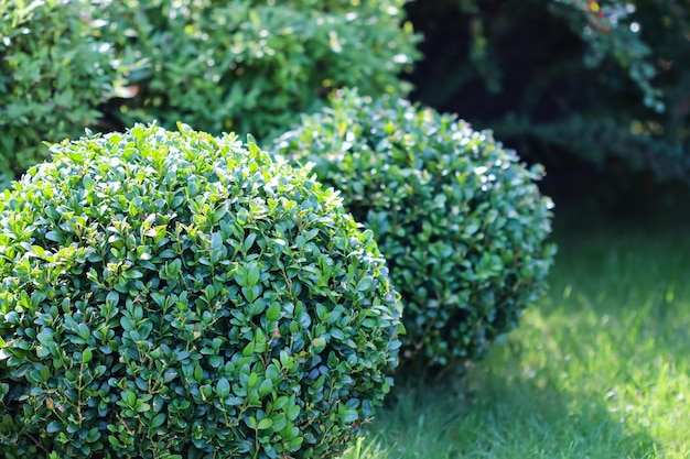 Paisagismo de um jardim com gramado verde brilhante e buxus de buxo em forma de folha perene decorativa