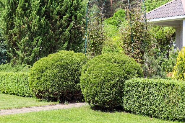 Paisagismo de um jardim com plantas decorativas de gramado verde e madeira de buxo em forma Conceito de jardinagem