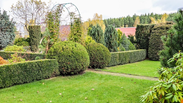 Paisagismo de um jardim com um gramado verde arbustos decorativos em forma de teixo e boxwood Buxus no outono