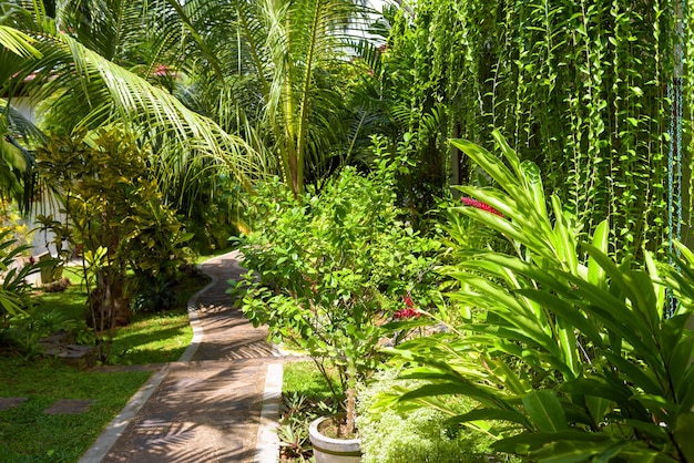 Paisagismo tropical na folhagem exuberante do jardim doméstico no quintal da casa