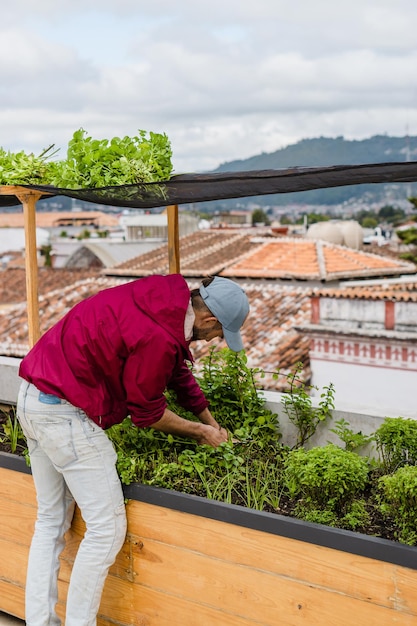 Paisagista irreconhecível cortando plantas de hortelã em um terraço urbano.