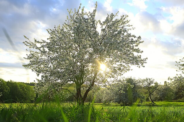 paisaje abstracto en el jardín de manzanas de primavera, hermoso fondo de temporada